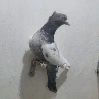 کفتر سینه سبز نر