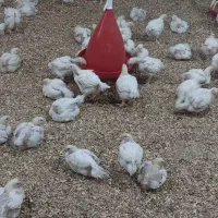 استخدام . سرپرست فنی  مرغداری