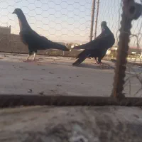 سه عدد کبوتر گرفتنی نر