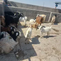 بز جوان و بسیار شیرا