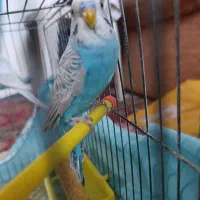 پرنده نر