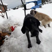 سگ شکاری|سگ|تالش, هشتپر|دیوار