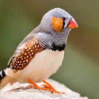 پرنده مرغ عشق