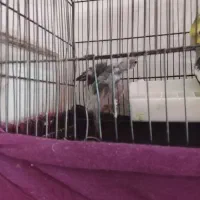 یک جفت عروس هلندی|پرنده|میانه, |دیوار