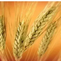 گندم کیلویی ۶۰ ۵ماهه