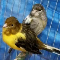 قناری|پرنده|ملکان, |دیوار