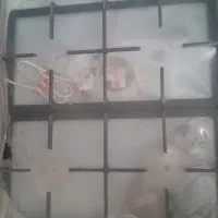 گاز صفحه ای پنج شعله تمام استیل