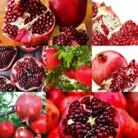 پک ارقام نهال به قیمت مناسب