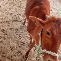 پروگاوداشتی اطراف جلابی