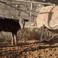 گاوگوساله|حیوانات مزرعه|مسجد سلیمان, |دیوار