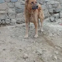 سگ نژاد قدیم شاهسون|سگ|اردبیل, |دیوار