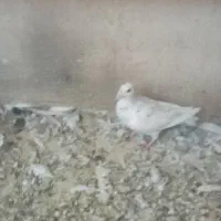 کبوتر معاوضه با چاقو و...|پرنده|فولادشهر, B7|دیوار