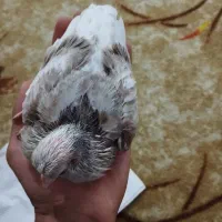 ۲عدد جوجه کبوتر طوقی و پلنگی سرلاکی برا دستی کردن|پرنده|اصفهان, عاشق‌آباد|دیوار