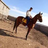 اسب نریون  سه ساله ترکمن|اسب و تجهیزات اسب‌سواری|ملک‌آباد, |دیوار