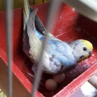 نرماده مرغ عشق مولد