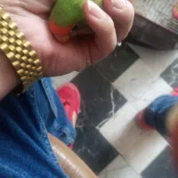 گمشده طوطی برزیلی