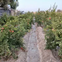 باغ انار|فروش زمین و ملک کلنگی|جعفرآباد, |دیوار
