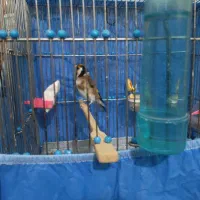 سهره دهن باغی بخون تازه تخت|پرنده|دیواندره, |دیوار