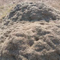 کاه ماش درجه ۱|خدمات باغبانی و درختکاری|گتوند, |دیوار