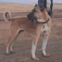 واگذاری سگ سرابی همه چیز به ضمانت ۱۸ماهه