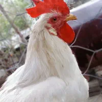 خروس