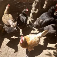 7عدد مرغ تخمی جوان