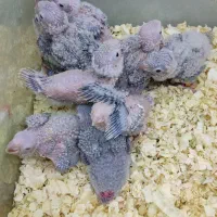 گرینچیک|پرنده|اندیشه, اندیشه فاز ۳|دیوار