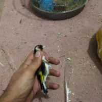 سهره طلایی|پرنده|شهرکرد, |دیوار