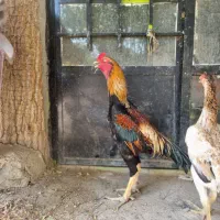 لاری اوشامو