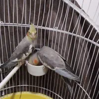 عروس هلندی|پرنده|بهارستان, |دیوار