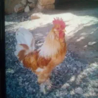 خروس معاوضه با دوتا مرغ