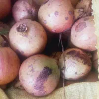 انار ترش فروشی