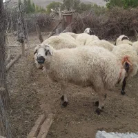 بره نر