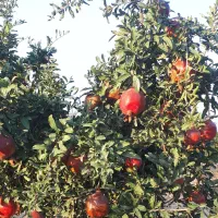 انار محمود آباد|خوردنی و آشامیدنی|جوادآباد, |دیوار