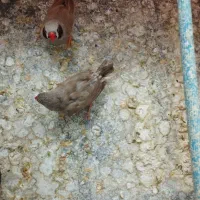 فنچ جفت نر و ماده رنگ خاص