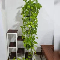 گل پتوس شبانکاره