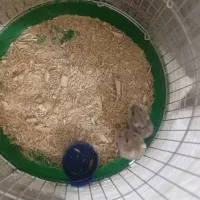 همستر با قفسش