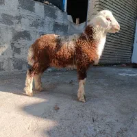 بره یا گوسفند نر