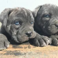 واگذاری کنکورسو