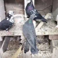 سیاه ماده پا پر گرفتنی