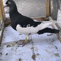 یهودی صید شده