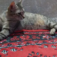 گربه|گربه|رشت, آب و برق|دیوار