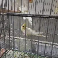 عروس هلندی|پرنده|قم, چهار امامزاده|دیوار