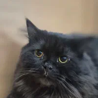 مشکی مخصوص خاص پسندان