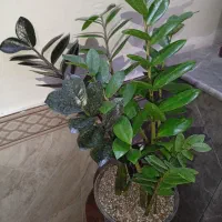 گلهای زیبا وشاداب|گل و گیاه طبیعی|مشهد, اروند|دیوار