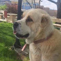 توله آلابای