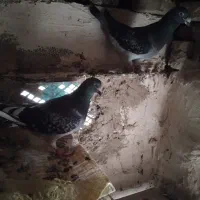 کفتر المانی