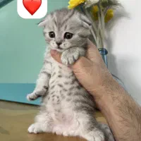 گربه|گربه|بندرعباس, |دیوار