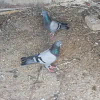 سبز دوخط کفتر پلاکی زره ای پرشی|پرنده|نجف‌آباد, قلعه سفید|دیوار