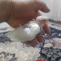 جوجه عروس هلندی